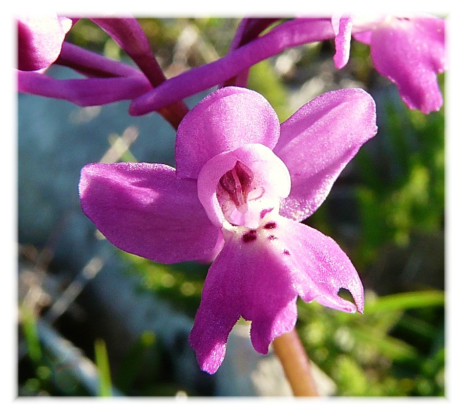 Orchis xpseudoanatolica (O.quadripunctata x O.pauciflora)
